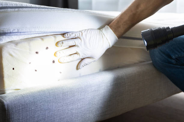 Best Ant Control Services  in Liberal, KS